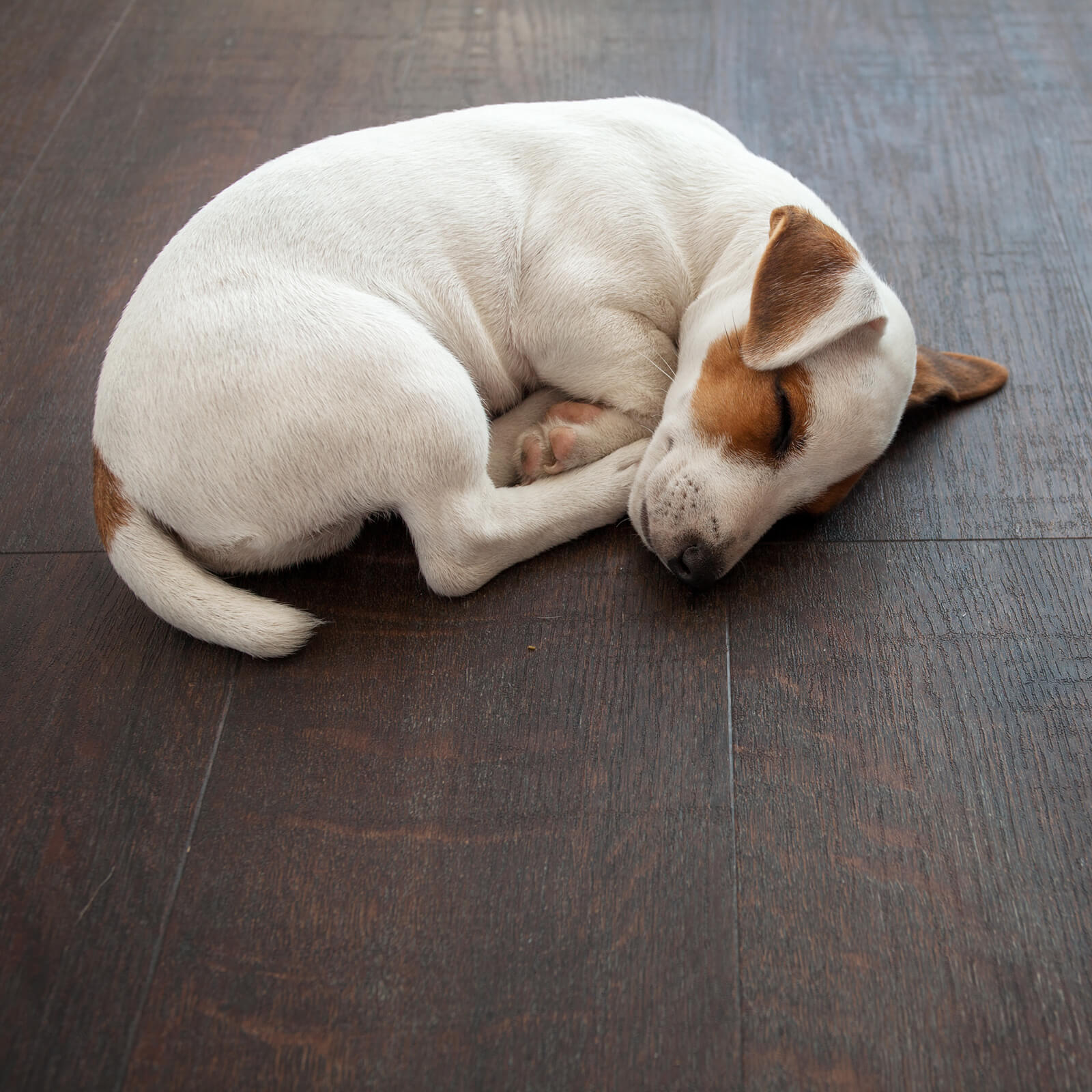 Pet sleeping on floor | Floors by Roberts