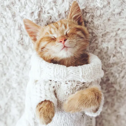 imgi_5_carpet_500x500